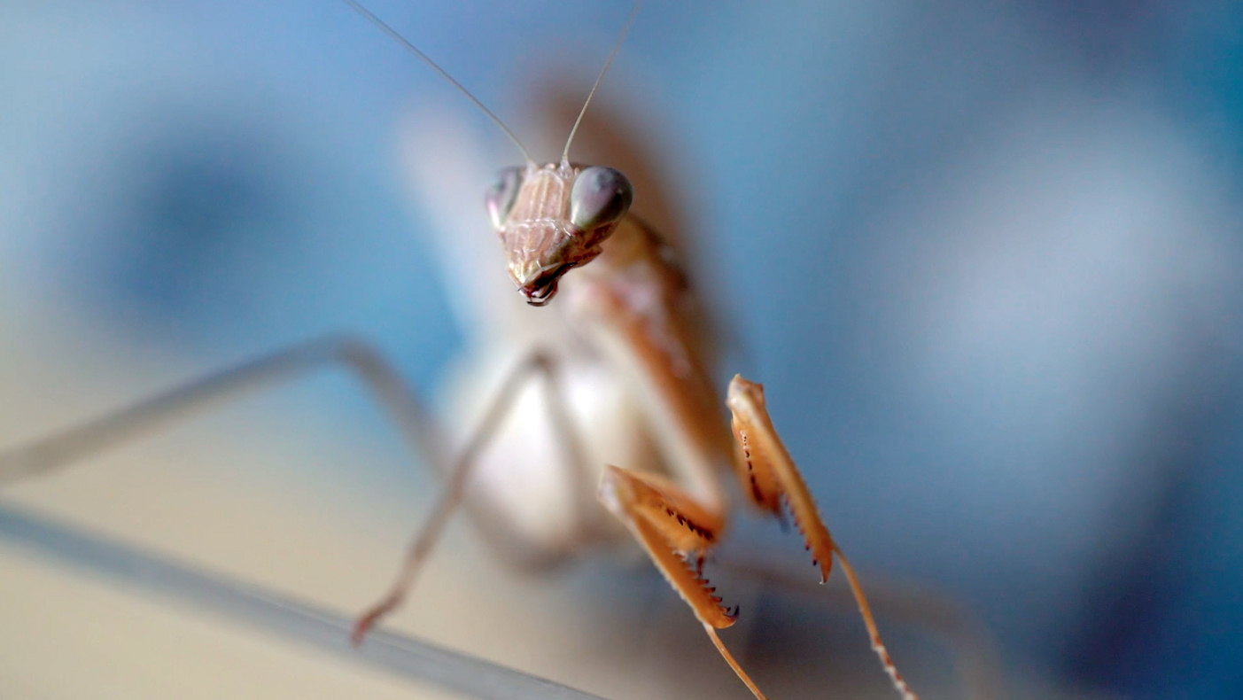 Insectopedia Antoine Fontaine France